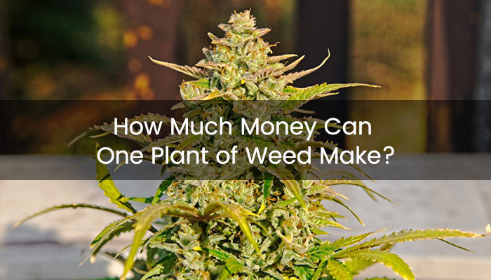 How Much Can One Cannabis Plant make
