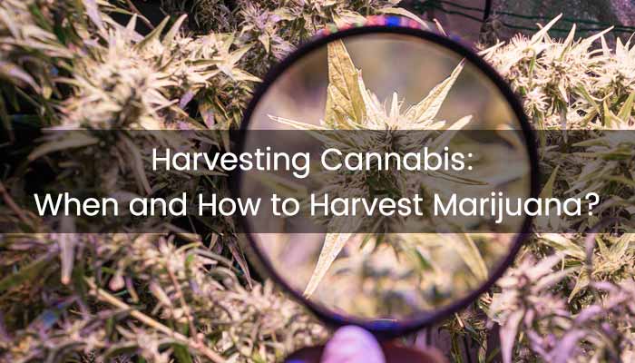 Harvesting Cannabis: When and How to Harvest Marijuana