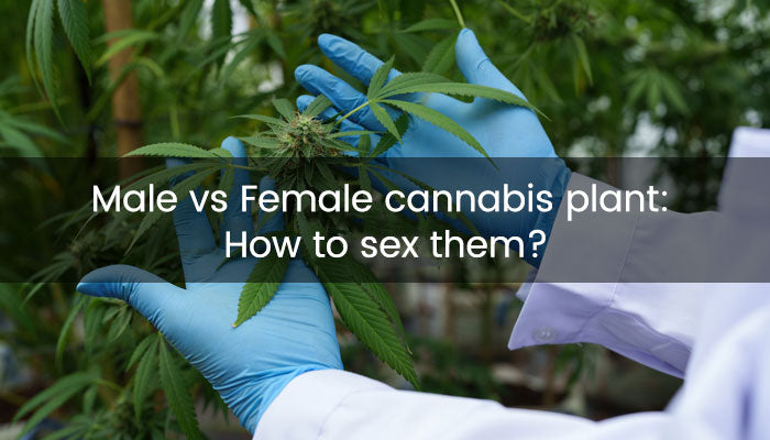 Male and Female Cannabis Plant