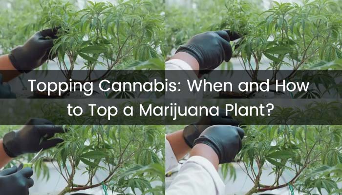 Topping Cannabis