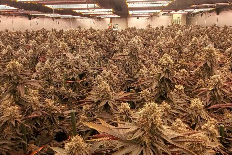 trusted by growers