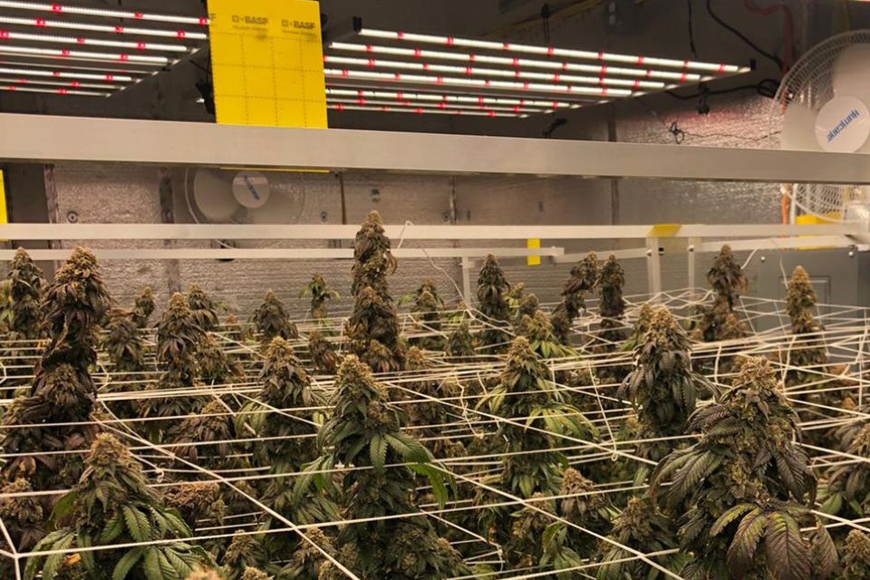 increase yield