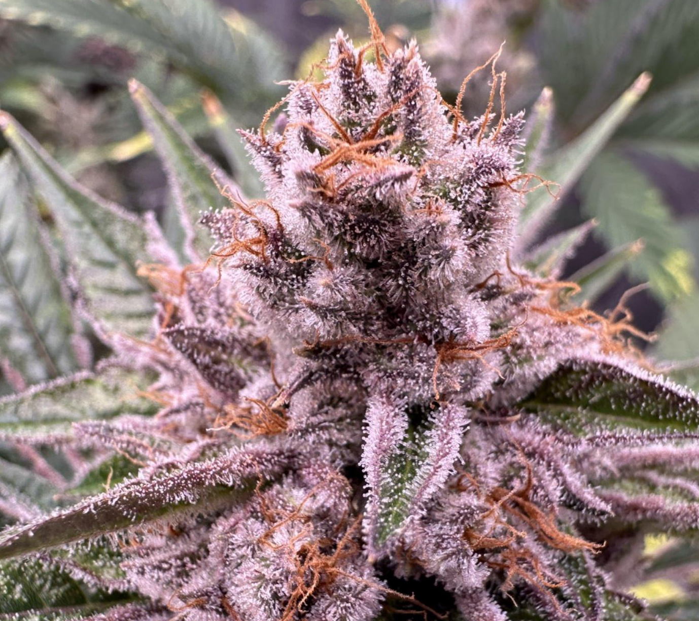 Medic Grow LED