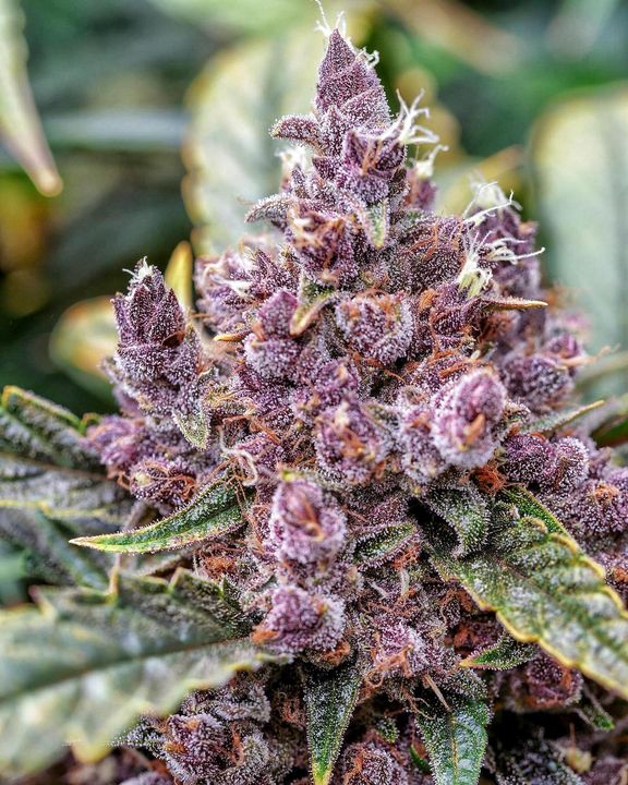 Medic Grow LED