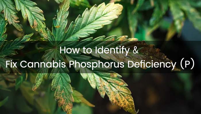 Phosphorus Deficiency in Cannabis