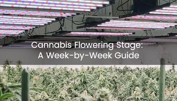 Cannabis Flowering Stage