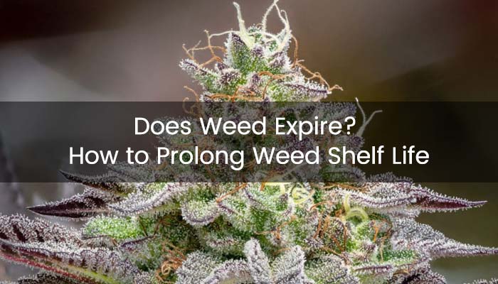 Does Weed Expire? How to Prolong Weed Shelf Life