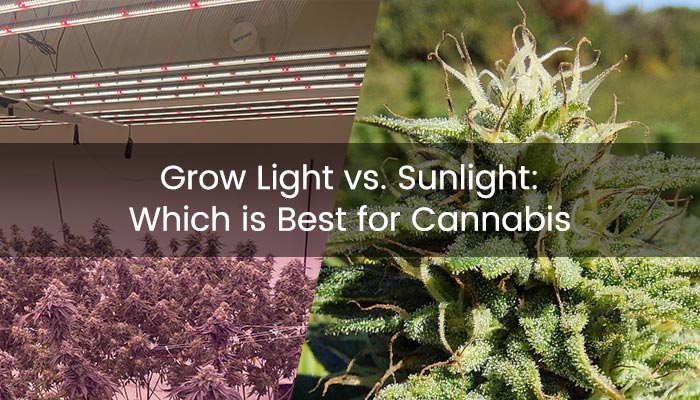 Grow Light vs. Sunlight