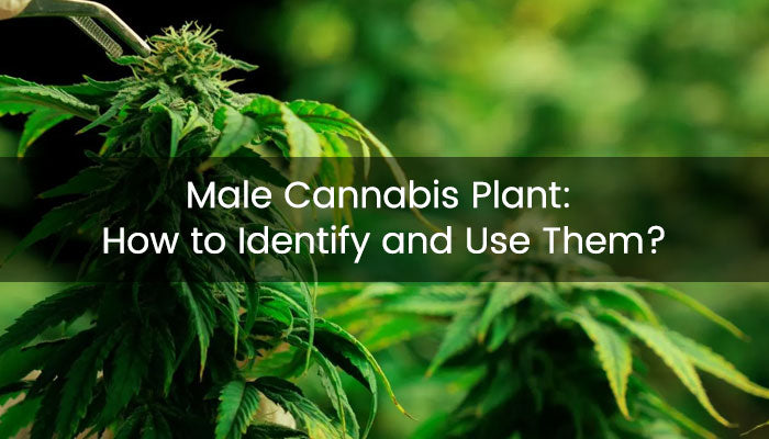 Male Cannabis Plant