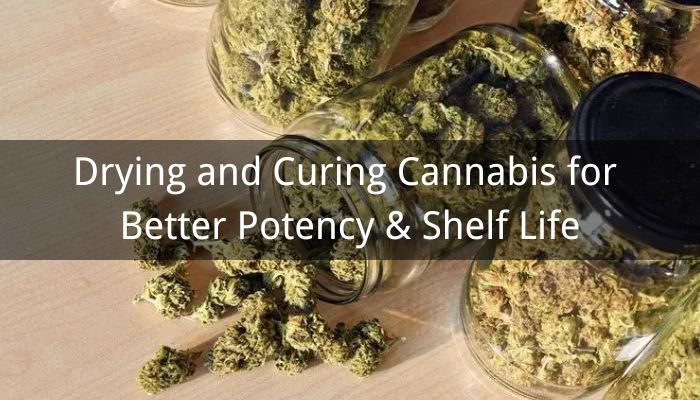 Drying and Curing Cannabis