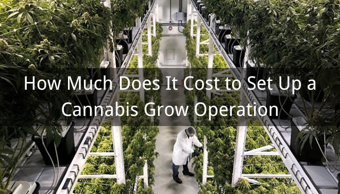 How Much Does It Cost to Set Up a Grow Operation