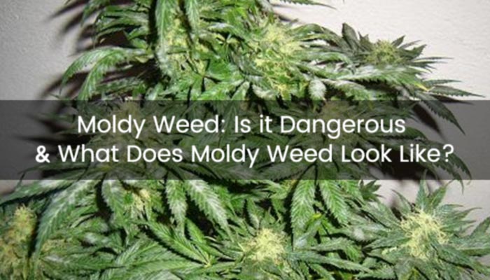 How Long Does Weed Smell Linger How Long Does Weed Smell Last & How to Get Rid of Weed Smell – Medic
