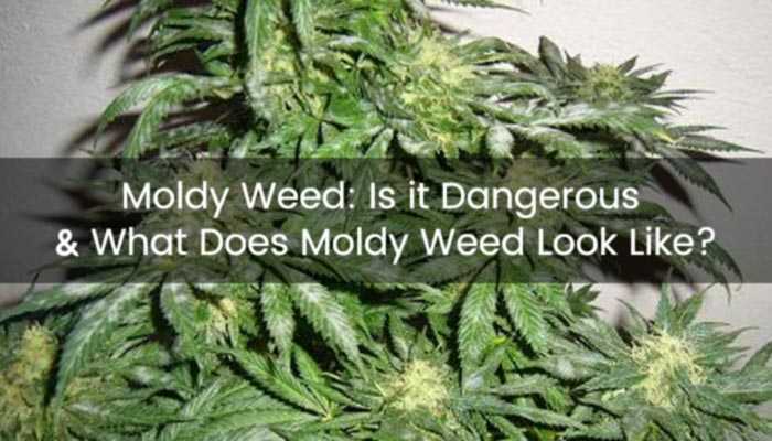 Moldy Weed: Is it Dangerous