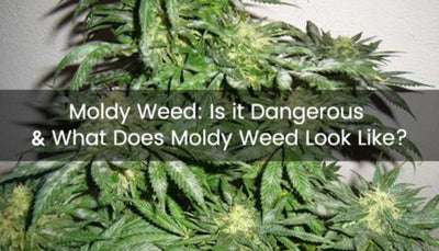 Moldy Weed: Is it Dangerous & What Does Moldy Weed Look Like – Medic ...