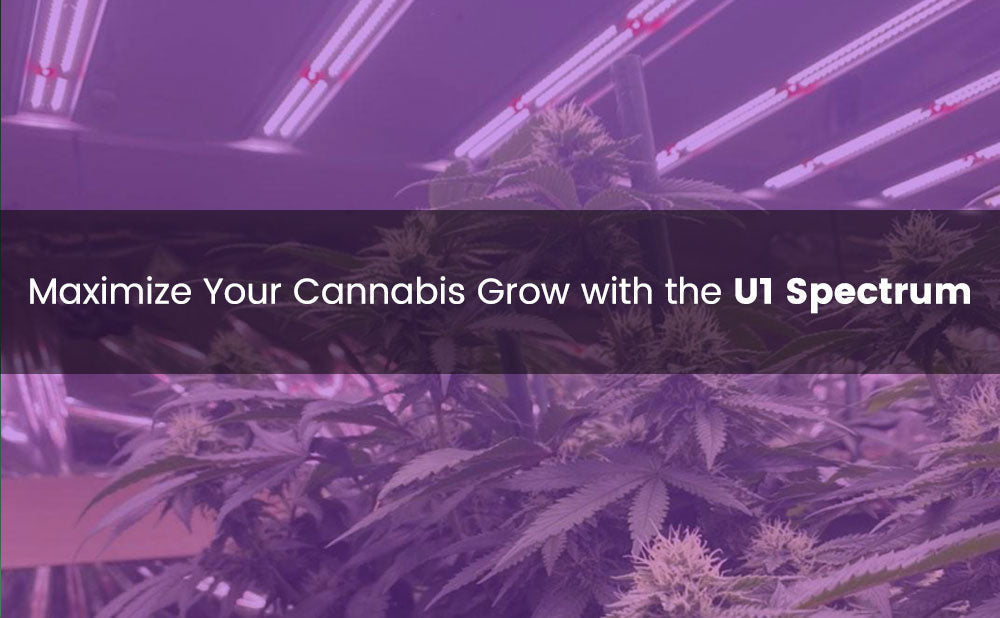 Maximize Your Cannabis Grow with the U1 Spectrum