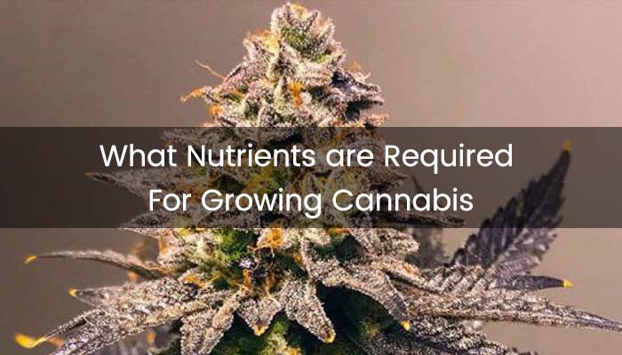 cannabis nutrients