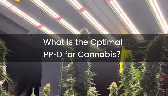 What Is the Optimal PPFD for Cannabis