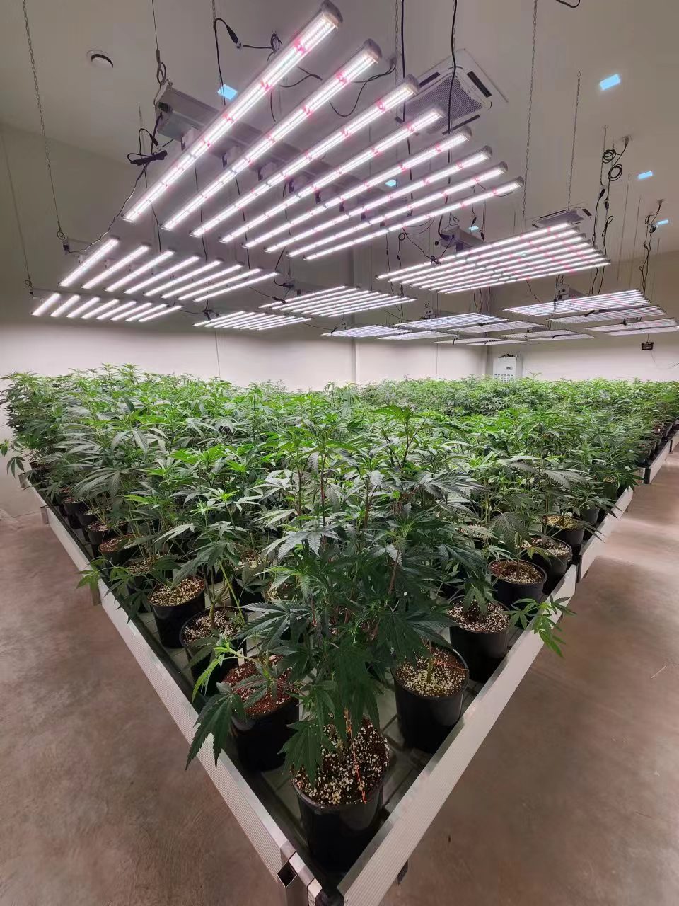 Medic Grow LED