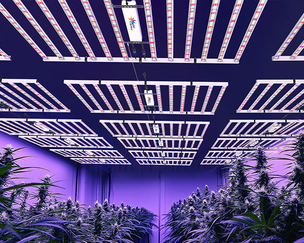 Medic Grow LED