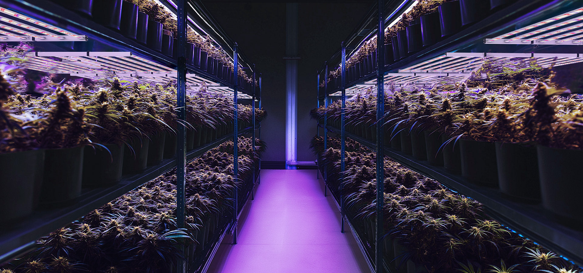 LED Grow Lights | Solution for Cannabis Grow Facility | Medic Grow LED